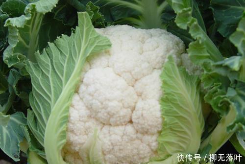 只用|炒花菜时,只用盐水洗等于吃虫卵,大厨教你1招,虫卵自动跑光