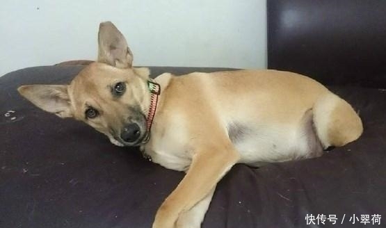 沙发|看到狗子犯错后一副这么无辜的表情, 铲屎官都下不了手!